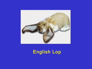 English Lop
 
