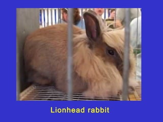 Lionhead rabbit
 