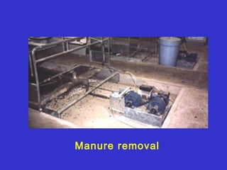 Manure removal
 