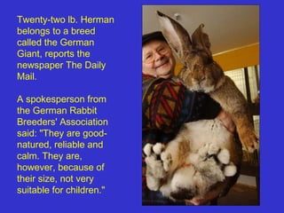 Twenty-two lb. Herman
belongs to a breed
called the German
Giant, reports the
newspaper The Daily
Mail.

A spokesperson from
the German Rabbit
Breeders' Association
said: "They are good-
natured, reliable and
calm. They are,
however, because of
their size, not very
suitable for children."
 