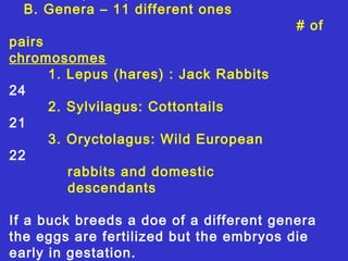 B. Genera – 11 different ones
                                         # of
pairs
chromosomes
      1. Lepus (hares) : Jack Rabbits
24
      2. Sylvilagus: Cottontails
21
      3. Oryctolagus: Wild European
22
         rabbits and domestic
         descendants

If a buck breeds a doe of a different genera
the eggs are fertilized but the embryos die
early in gestation.
 