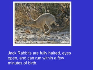 Jack Rabbits are fully haired, eyes
open, and can run within a few
minutes of birth.
 