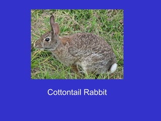 Cottontail Rabbit
 