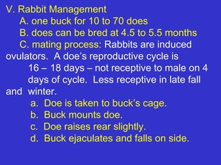 V. Rabbit Management
   A. one buck for 10 to 70 does
   B. does can be bred at 4.5 to 5.5 months
   C. mating process: Rabbits are induced
ovulators. A doe’s reproductive cycle is
     16 – 18 days – not receptive to male on 4
     days of cycle. Less receptive in late fall
and winter.
      a. Doe is taken to buck’s cage.
      b. Buck mounts doe.
      c. Doe raises rear slightly.
      d. Buck ejaculates and falls on side.
 