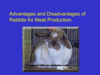 Advantages and Disadvantages of
Rabbits for Meat Production.
 