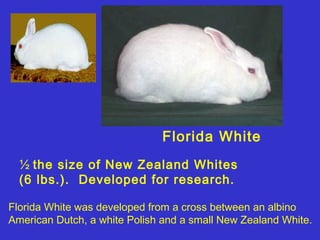 Florida White
  ½ the size of New Zealand Whites
  (6 lbs.). Developed for research.

Florida White was developed from a cross between an albino
American Dutch, a white Polish and a small New Zealand White.
 