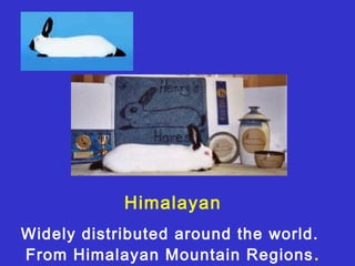 Himalayan
Widely distributed around the world.
From Himalayan Mountain Regions .
 
