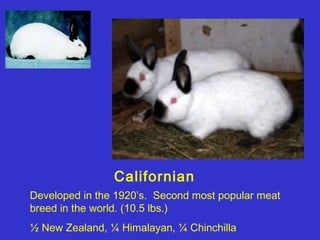 Californian
Developed in the 1920’s. Second most popular meat
breed in the world. (10.5 lbs.)
½ New Zealand, ¼ Himalayan, ¼ Chinchilla
 