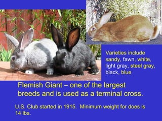 Varieties include
                                    sandy, fawn, white,
                                    light gray, steel gray,
                                    black, blue

 Flemish Giant – one of the largest
 breeds and is used as a terminal cross.
U.S. Club started in 1915. Minimum weight for does is
14 lbs.
 