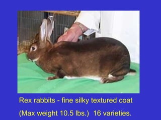 Rex rabbits - fine silky textured coat
(Max weight 10.5 lbs.) 16 varieties.
 