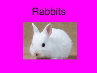 Rabbits
 