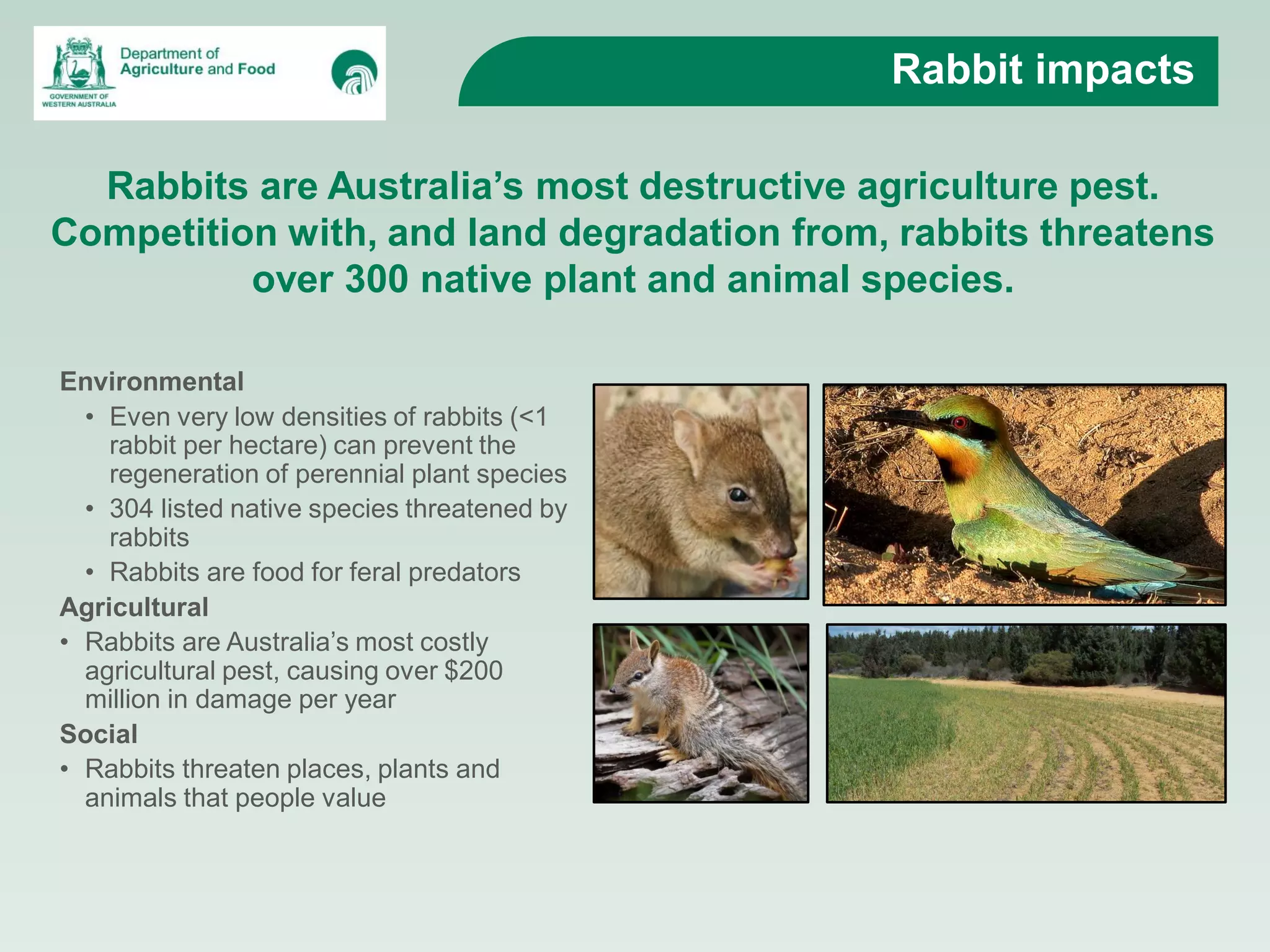 Rabbits Destructive Pests of Agriculture and the Environment | PDF