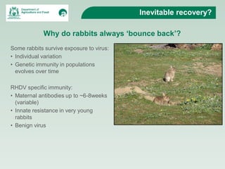 Rabbits Destructive Pests of Agriculture and the Environment | PDF