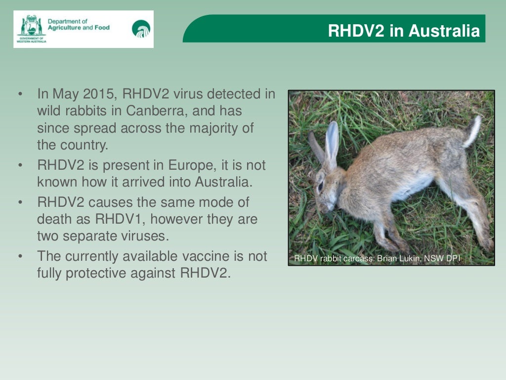 Rabbits Destructive Pests of Agriculture and the Environment