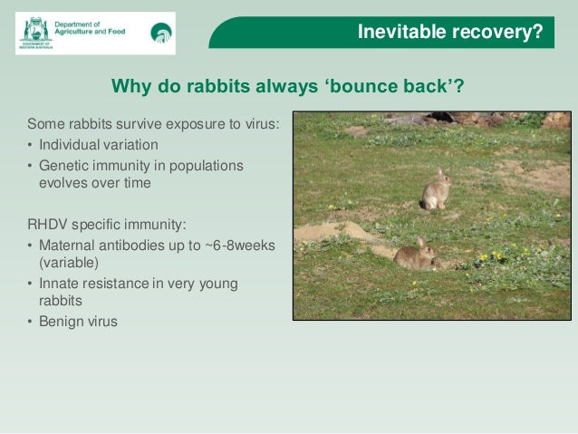 European Rabbit Pest Why Are Rabbits Pests , How to Stop Rabbits from Eating Plants in Your ...