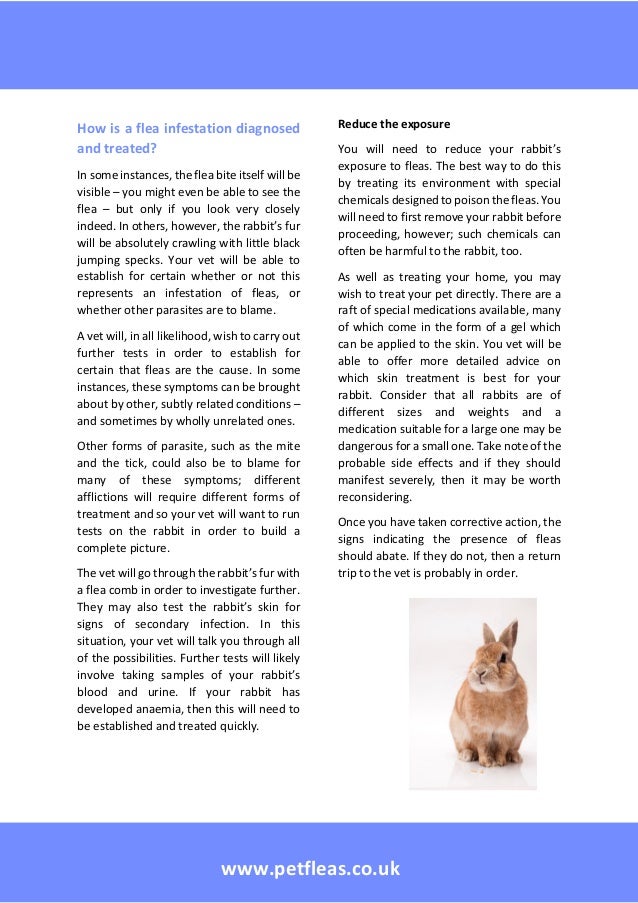 Rabbits and fleas, causes, symptoms and treatments a guide