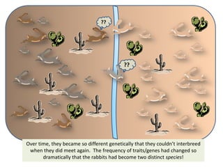 Rabbits an example of evolution 1 | PPTX