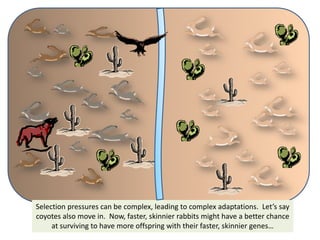 Natural Selection Example In Rabbits Rabbits an example of evolution 1 | PPTX