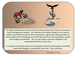 Rabbits an example of evolution 1 | PPTX