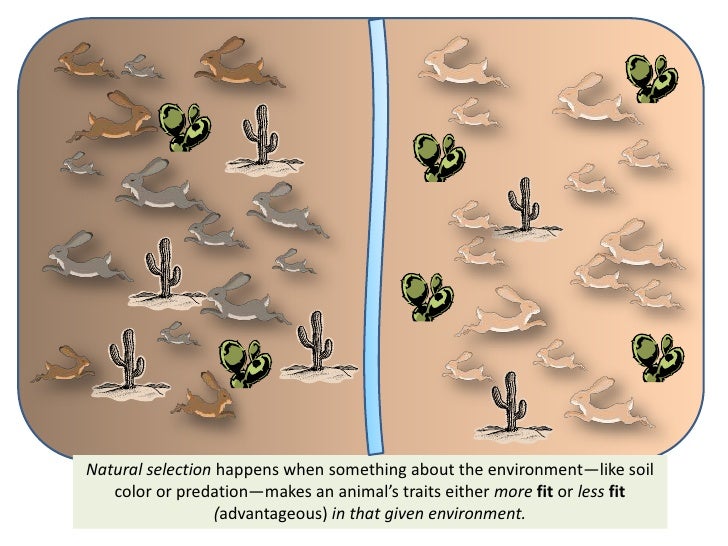 What Happens In Natural Selection What Happens In Natural Selection