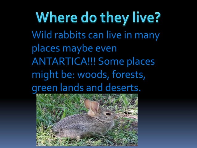 Rabbits by Ari | PDF