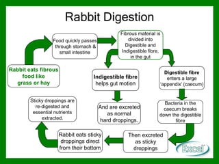 Rabbits - Fibrevores | PPTX - Kidney Friendly Hay For Small Rabbits With Digestive Problems