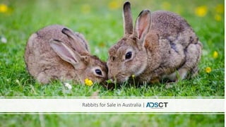 Rabbits for Sale in Australia |
 