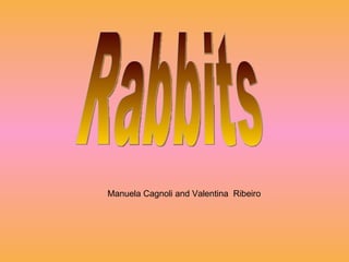 Rabbits Manuela Cagnoli and Valentina  Ribeiro 