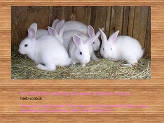 The rabbits are lovely.They like carrots  and lettuce, they are  herbivorous  .  They are  usually scared. They have pink ears and white bodies. They dig hole and they live there .WE LOVE RABBITS !! 