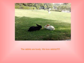 The rabbits are lovely .We love rabbits!!!!!!  