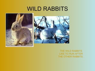 WILD RABBITS THE WILD RABBITS LIKE TO RUN AFTER THE OTHER RABBITS . 