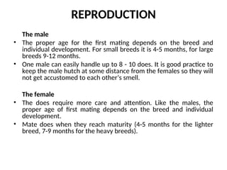 rabbits production.ppt animal products and production | PPT