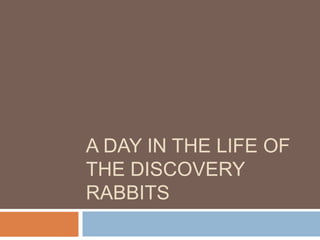 A DAY IN THE LIFE OF
THE DISCOVERY
RABBITS
 