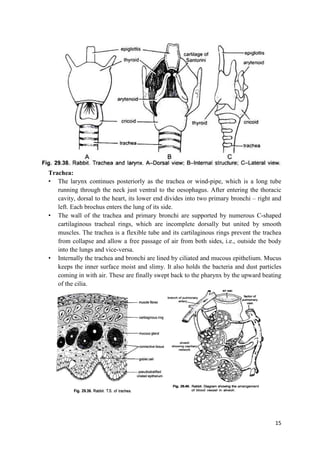 Rabbit type study lean how the internal system of rabbit works | PDF