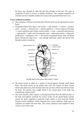 Auricles Rabbit Rabbit type study lean how the internal system of rabbit works | PDF