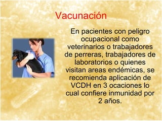 Vacunación En  pacientes  con peligro ocupacional como veterinarios o trabajadores de perreras, trabajadores de laboratorios o quienes visitan areas endémicas, se recomienda aplicación de VCDH en 3 ocaciones lo cual confiere inmunidad por 2  años. 