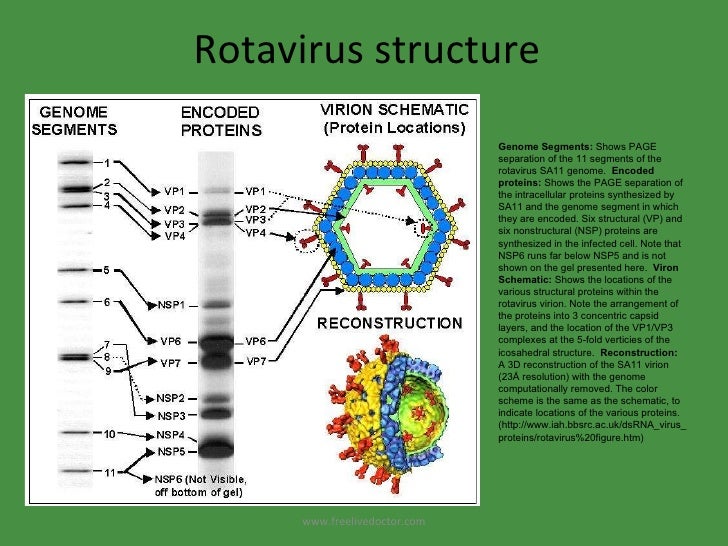 ротавирус яйцо. диетическое меню при кишечной инфекции ребенку 2 года. вирус ротавируса. диета при кишечной инфекции у детей. ротавирус яйцо.