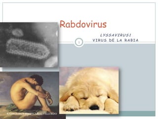 Lyssavirus1 Virus de la rabia RADBOVIRUS FELIPE ARIAS VILLORDO 1 Rabdovirus 