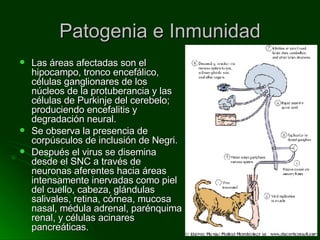 Patogenia e Inmunidad Las áreas afectadas son el hipocampo, tronco encefálico, células ganglionares de los núcleos de la protuberancia y las células de Purkinje del cerebelo; produciendo encefalitis y degradación neural. Se observa la presencia de corpúsculos de inclusión de Negri. Después el virus se disemina desde el SNC a través de neuronas aferentes hacia áreas intensamente inervadas como piel del cuello, cabeza, glándulas salivales, retina, córnea, mucosa nasal, médula adrenal, parénquima renal, y células acinares pancreáticas. 