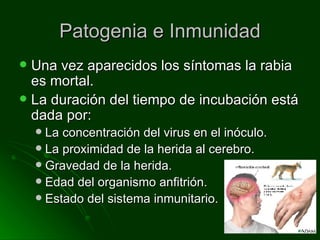 Patogenia e Inmunidad Una vez aparecidos los síntomas la rabia es mortal. La duración del tiempo de incubación está dada por: La concentración del virus en el inóculo. La proximidad de la herida al cerebro. Gravedad de la herida. Edad del organismo anfitrión. Estado del sistema inmunitario. 