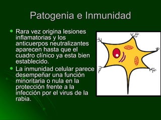 Patogenia e Inmunidad Rara vez origina lesiones inflamatorias y los anticuerpos neutralizantes aparecen hasta que el cuadro clínico ya esta bien establecido. La inmunidad celular parece desempeñar una función minoritaria o nula en la protección frente a la infección por el virus de la rabia. 