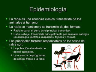 Epidemiología La rabia es una zoonosis clásica, transmitida de los animales al humano. La rabia se mantiene y se transmite de dos formas:  Rabia urbana: el perro es el principal transmisor. Rabia salvaje: transmitida principalmente por animales salvajes (murciélagos, mofetas, mapaches, tejones y zorros). Los principales factores responsables de los casos de rabia son: La población abundante de  perros callejeros. La ausencia de programas de control frente a la rabia. 