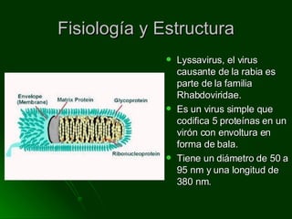 Fisiología y Estructura Lyssavirus, el virus causante de la rabia es parte de la familia Rhabdoviridae. Es un virus simple que codifica 5 proteínas en un virón con envoltura en forma de bala. Tiene un diámetro de 50 a 95 nm y una longitud de 380 nm. 