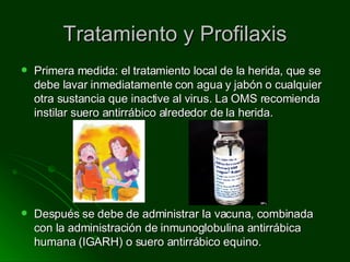 Tratamiento y Profilaxis Primera medida: el tratamiento local de la herida, que se debe lavar inmediatamente con agua y jabón o cualquier otra sustancia que inactive al virus. La OMS recomienda instilar suero antirrábico alrededor de la herida. Después se debe de administrar la vacuna, combinada con la administración de inmunoglobulina antirrábica humana (IGARH) o suero antirrábico equino.  