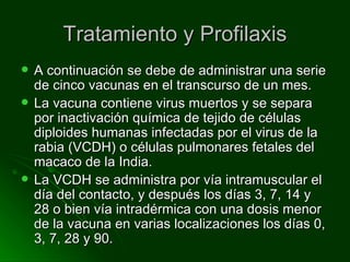 Tratamiento y Profilaxis A continuación se debe de administrar una serie de cinco vacunas en el transcurso de un mes. La vacuna contiene virus muertos y se separa por inactivación química de tejido de células diploides humanas infectadas por el virus de la rabia (VCDH) o células pulmonares fetales del macaco de la India. La VCDH se administra por vía intramuscular el día del contacto, y después los días 3, 7, 14 y 28 o bien vía intradérmica con una dosis menor de la vacuna en varias localizaciones los días 0, 3, 7, 28 y 90. 