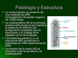 Fisiología y Estructura La nucleocápside se compone de una molécula de ARN monocatenario de sentido negativo de 12000 bases.  La nucleoproteína (N) el la principal proteína estructural ya que mantiene la molécula de ARN en una configuración aceptable para la trascripción y lo protege de la digestión de la ribonucleasa.  Las proteínas grande (L) y no estructural (NS) constituyen la polimerasa de ARN dependiente de ARN. La proteína de la matriz (M) se encuentra entre la envoltura y la nucleocápside. 