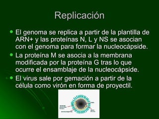 Replicación El genoma se replica a partir de la plantilla de ARN+ y las proteínas N, L y NS se asocian con el genoma para formar la nucleocápside. La proteína M se asocia a la membrana modificada por la proteína G tras lo que ocurre el ensamblaje de la nucleocápside. El virus sale por gemación a partir de la célula como virón en forma de proyectil. 