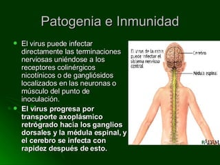 Patogenia e Inmunidad El virus puede infectar directamente las terminaciones nerviosas uniéndose a los receptores colinérgicos nicotínicos o de gangliósidos localizados en las neuronas o músculo del punto de inoculación. El virus progresa por transporte axoplásmico retrógrado hacia los ganglios dorsales y la médula espinal, y el cerebro se infecta con rapidez después de esto. 