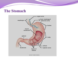 The Stomach
 