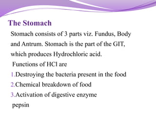 The Stomach
Stomach consists of 3 parts viz. Fundus, Body
and Antrum. Stomach is the part of the GIT,
which produces Hydrochloric acid.
Functions of HCl are
1.Destroying the bacteria present in the food
2.Chemical breakdown of food
3.Activation of digestive enzyme
pepsin
 